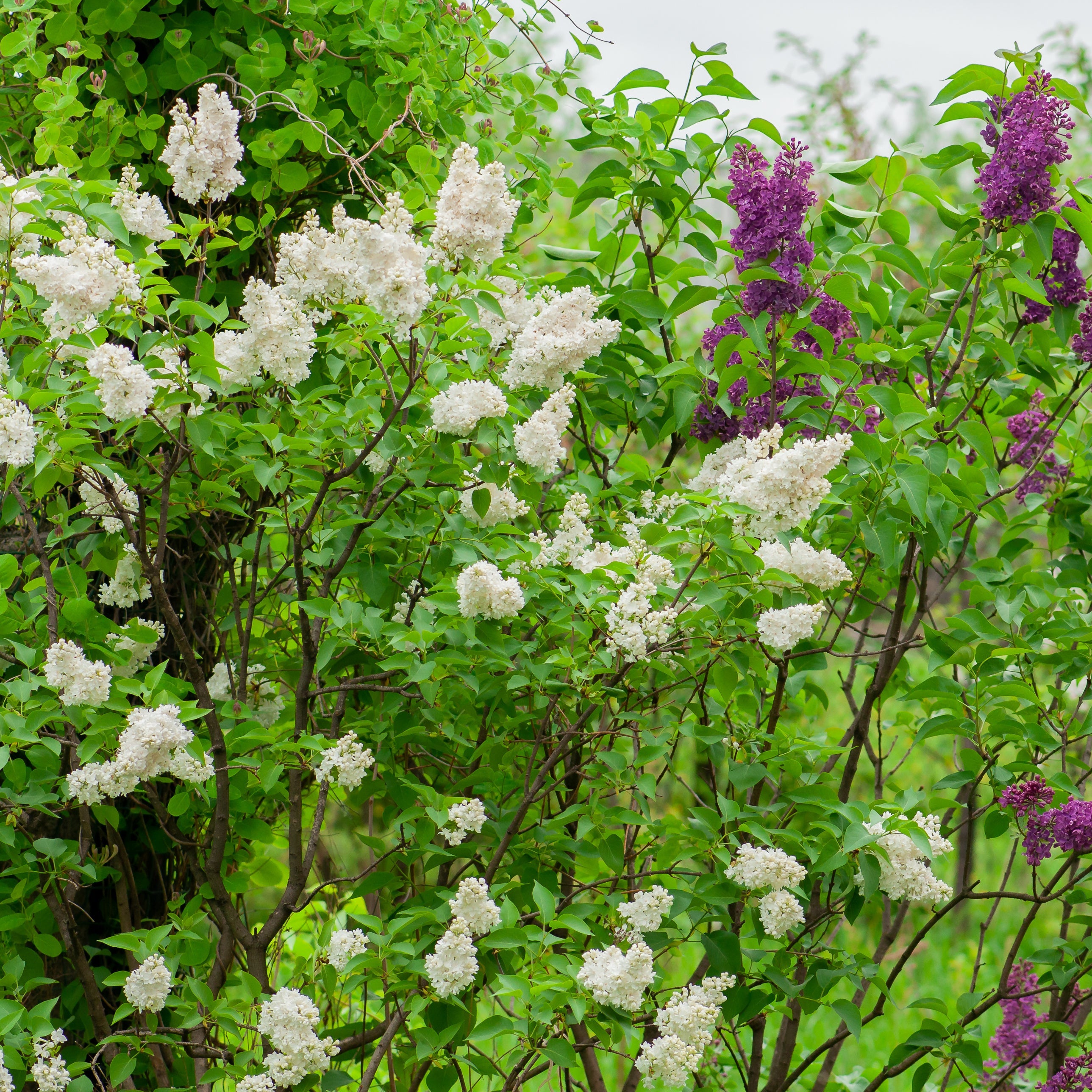 Madame Lemoine French Lilac