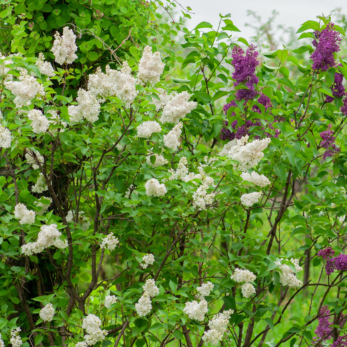 Madame Lemoine French Lilac