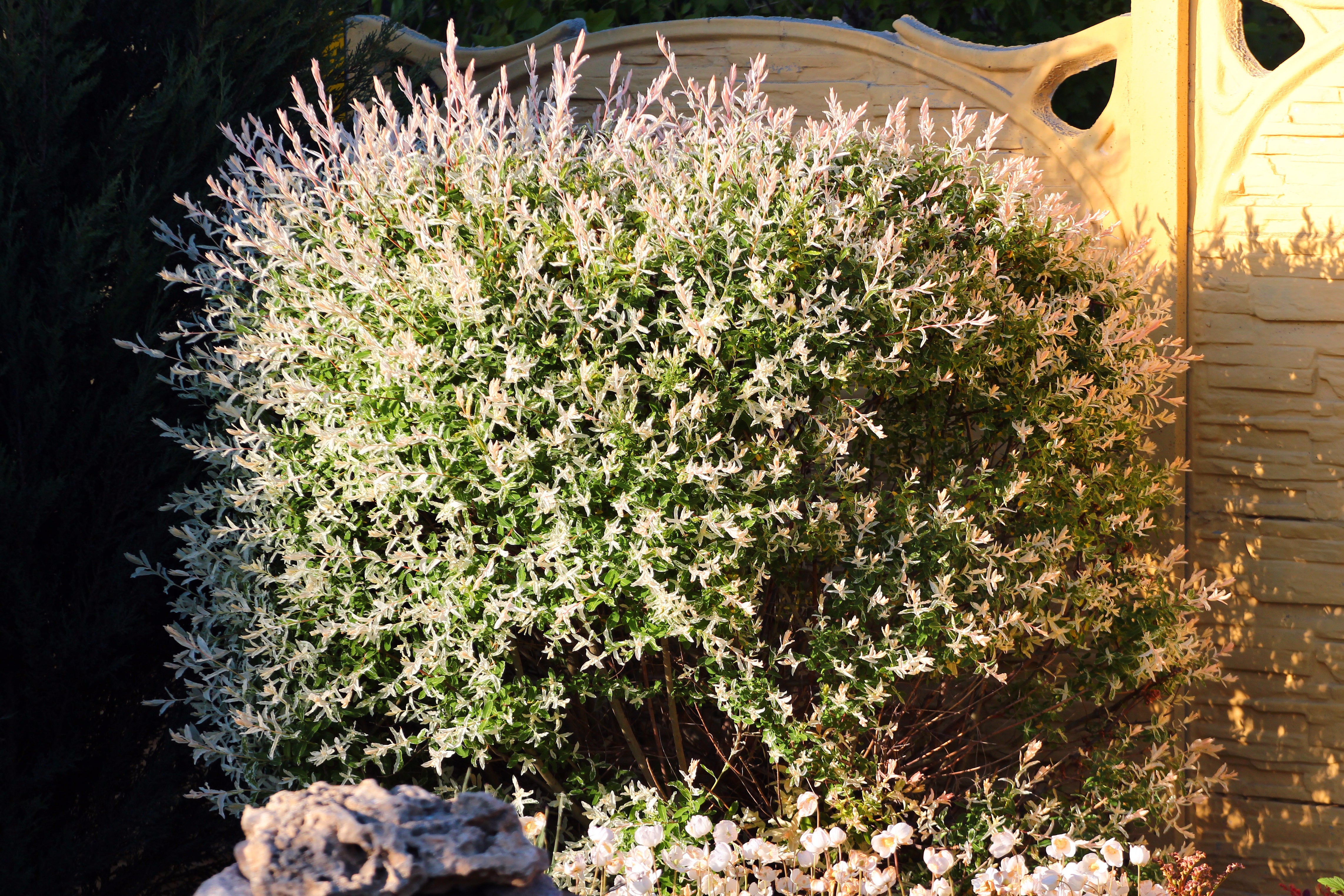 Dappled Willow