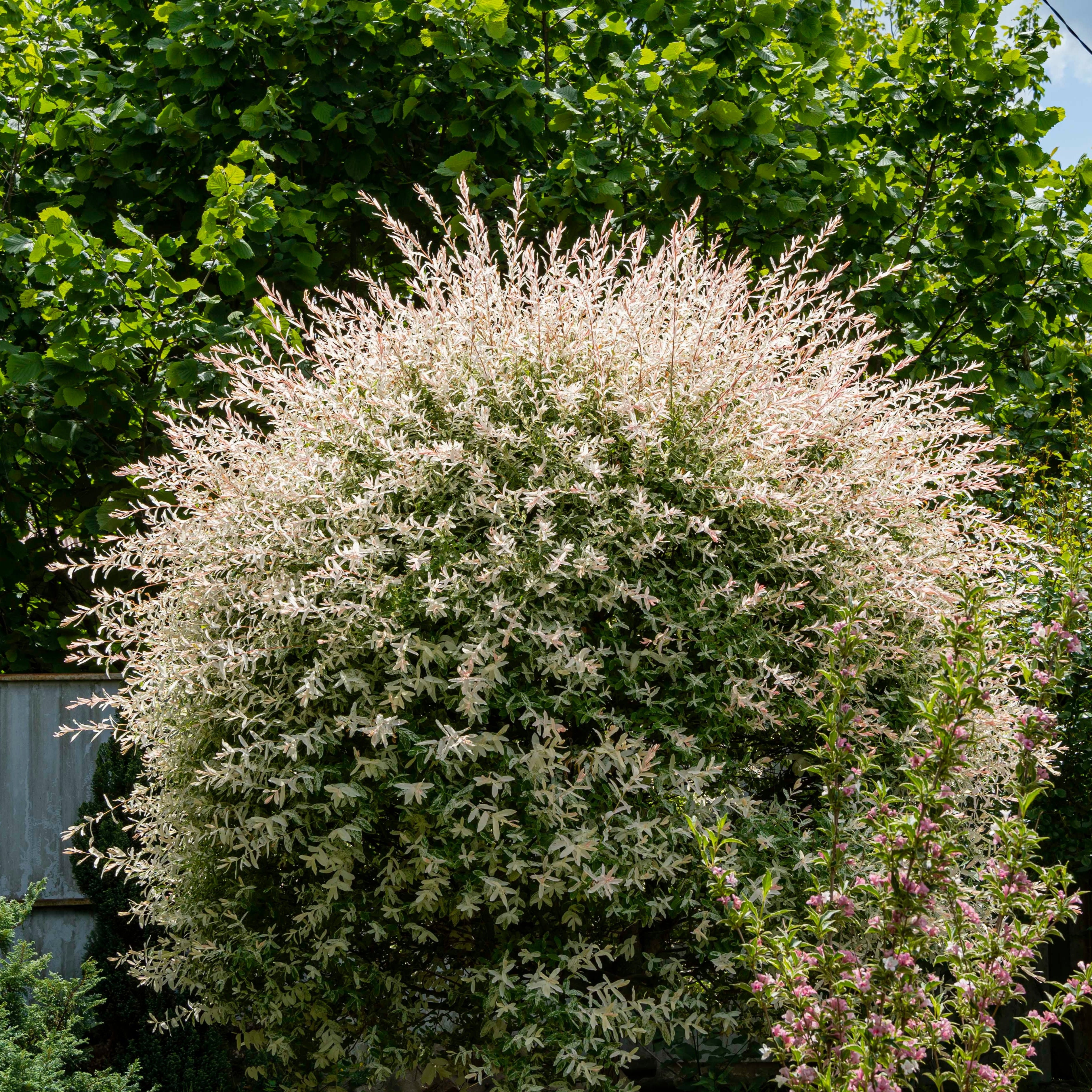 Dappled Willow