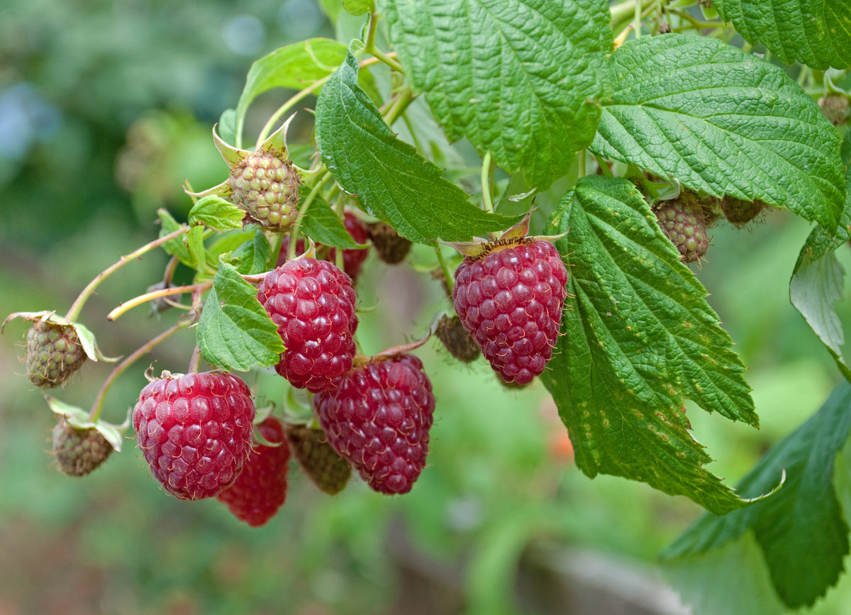 English Thornless Raspberry