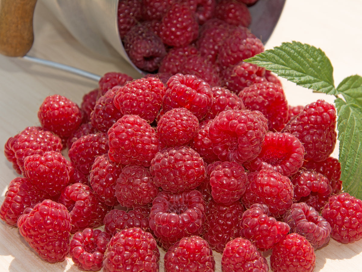 English Thornless Raspberry