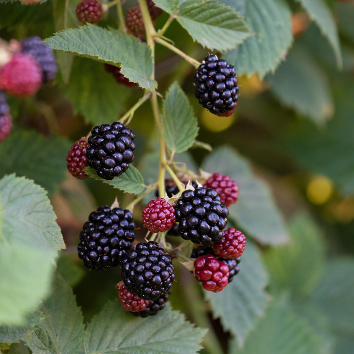 Black Satin Thornless Blackberry