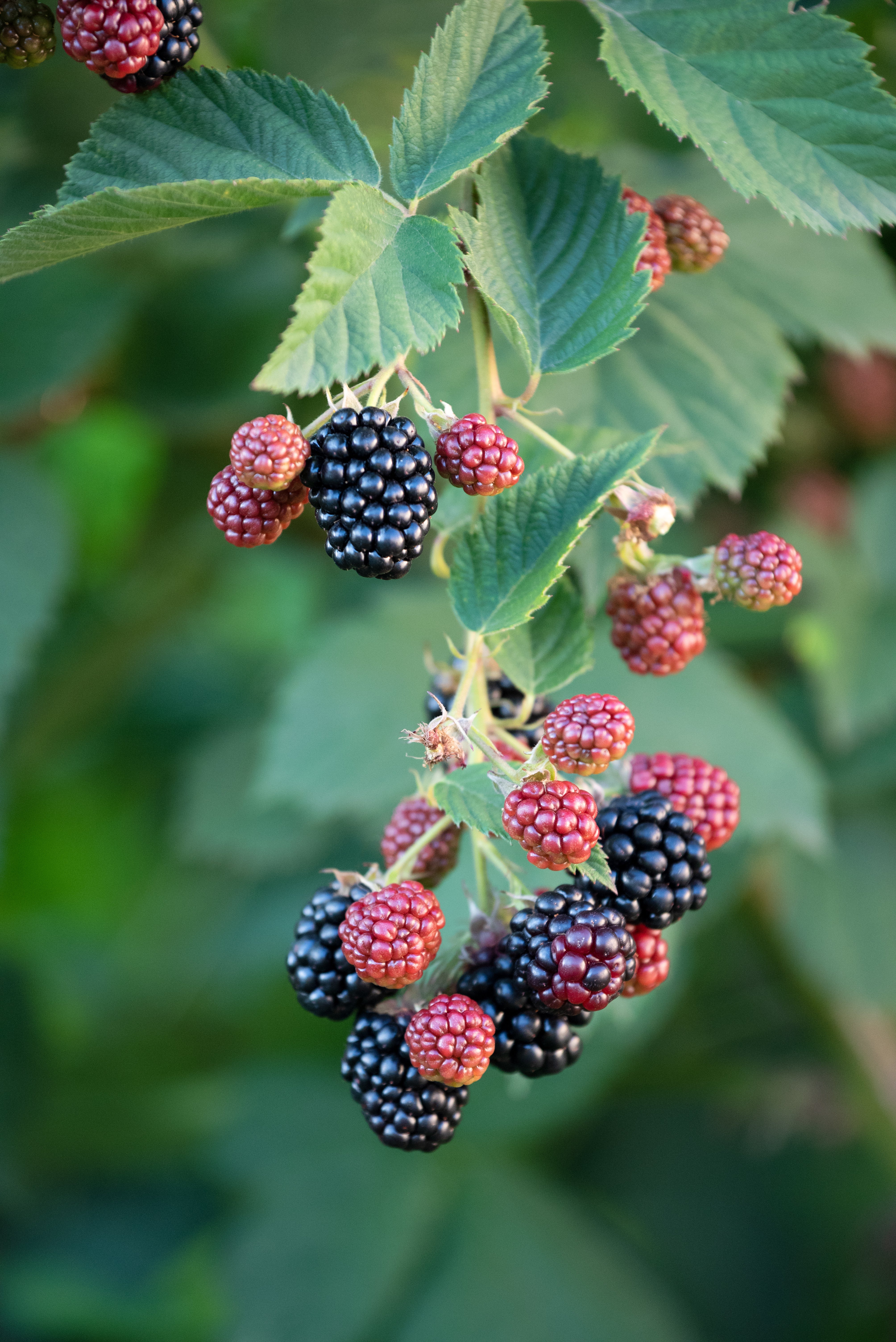 Black Satin Thornless Blackberry