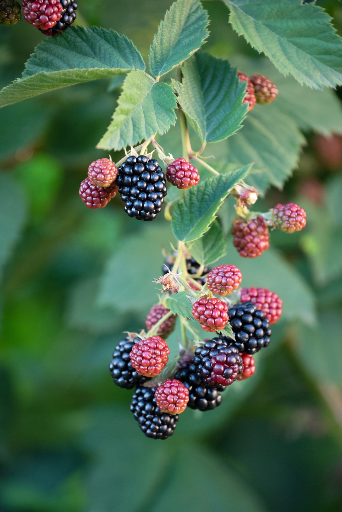 Black Satin Thornless Blackberry