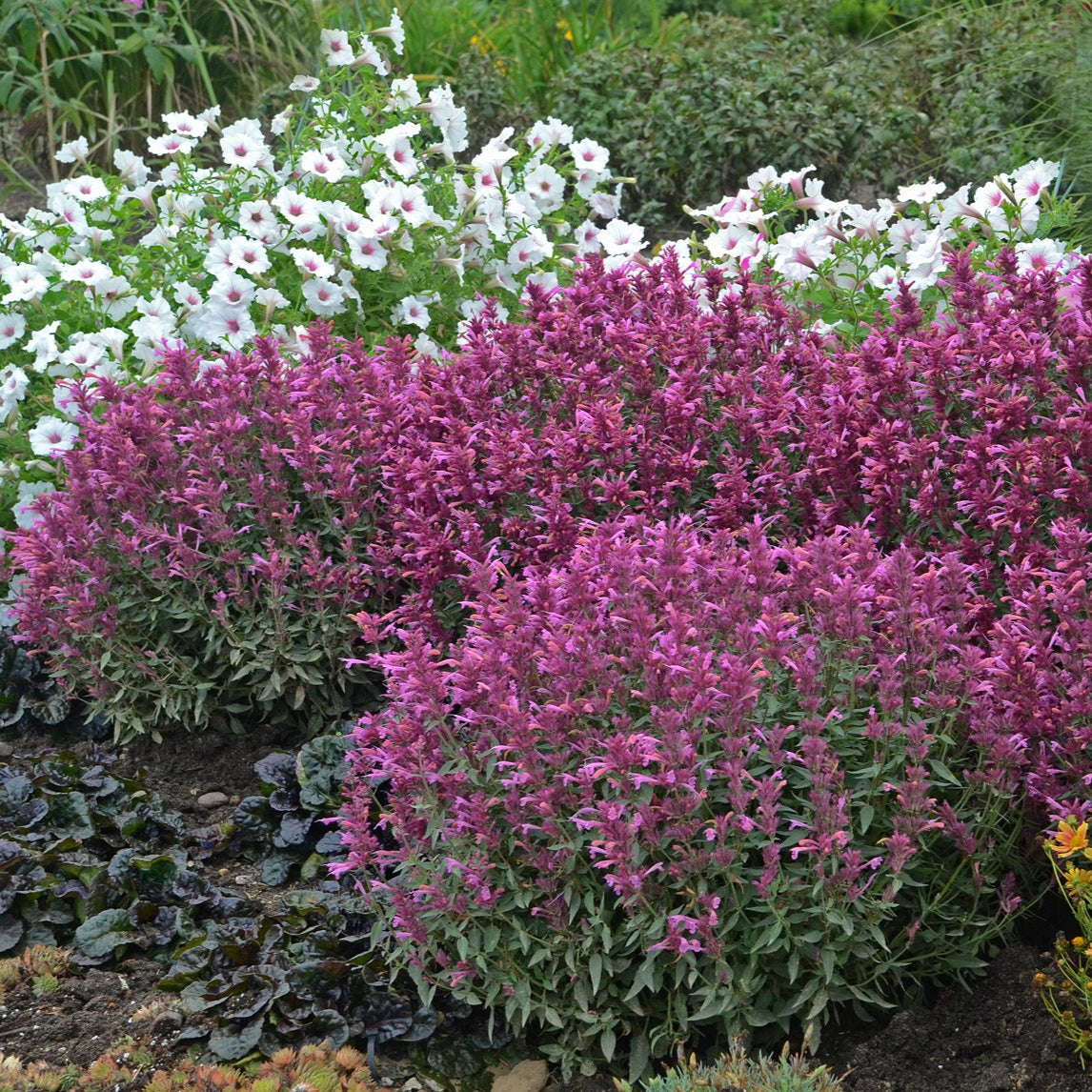 Rosie Posie Anise Hyssop
