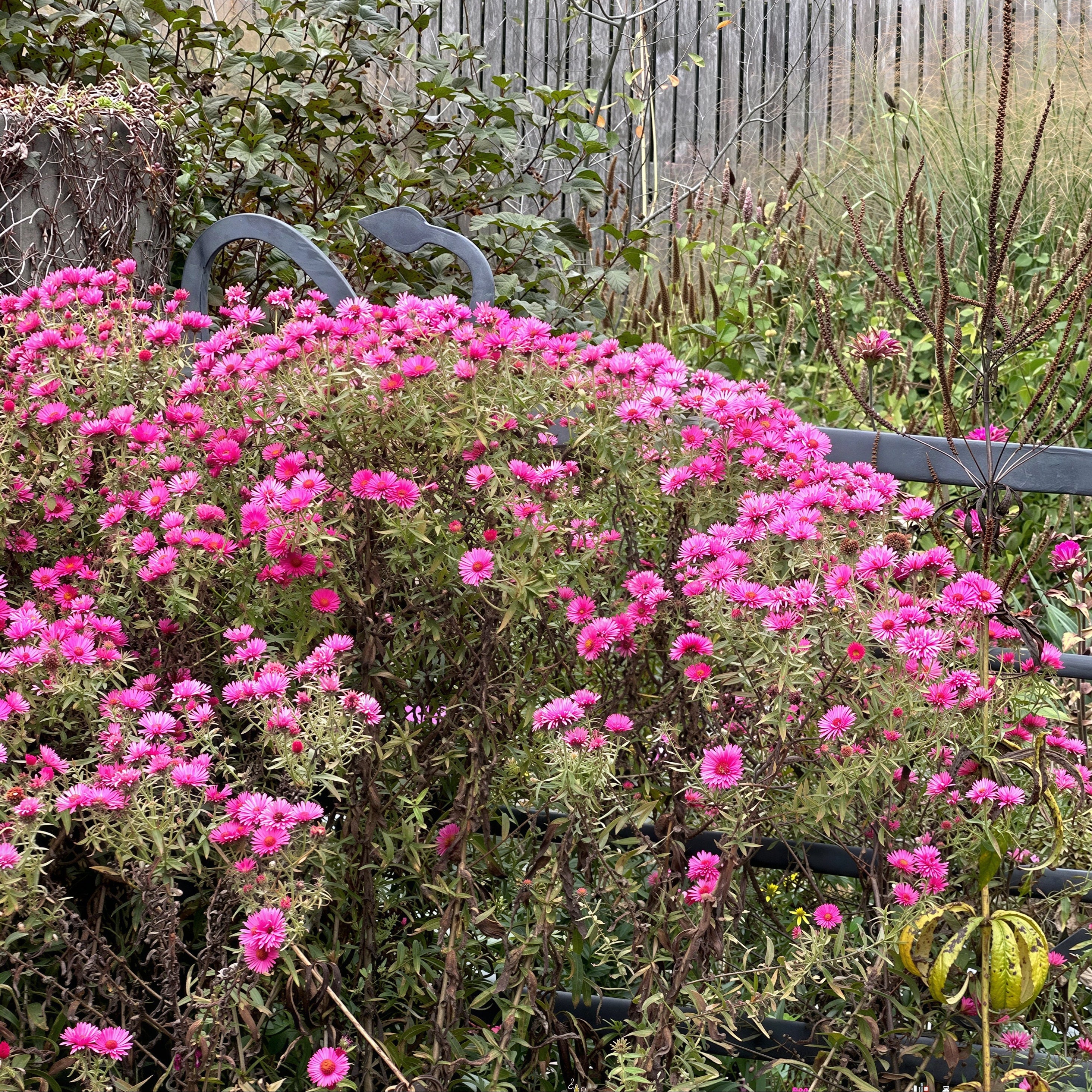 New England Aster ‘Alma Potschke’