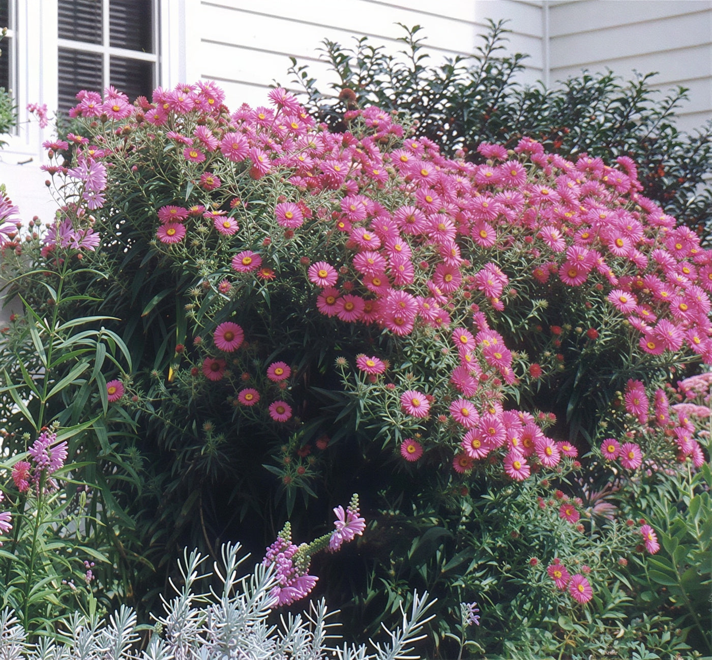 New England Aster ‘Alma Potschke’