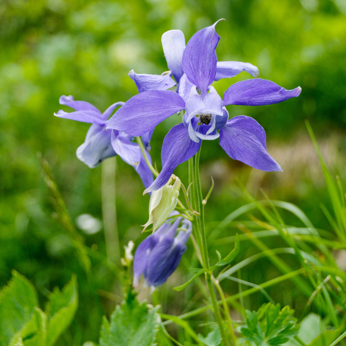 Alpine Columbine