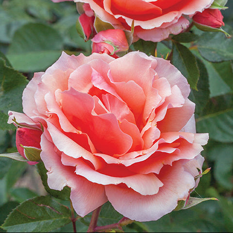 Apricot Candy™ Rose