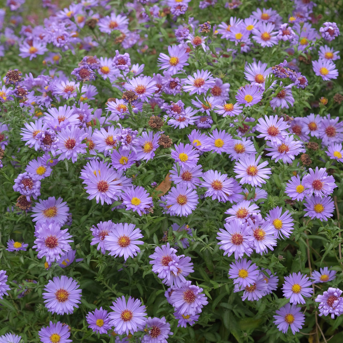 Aster Island Barbardos