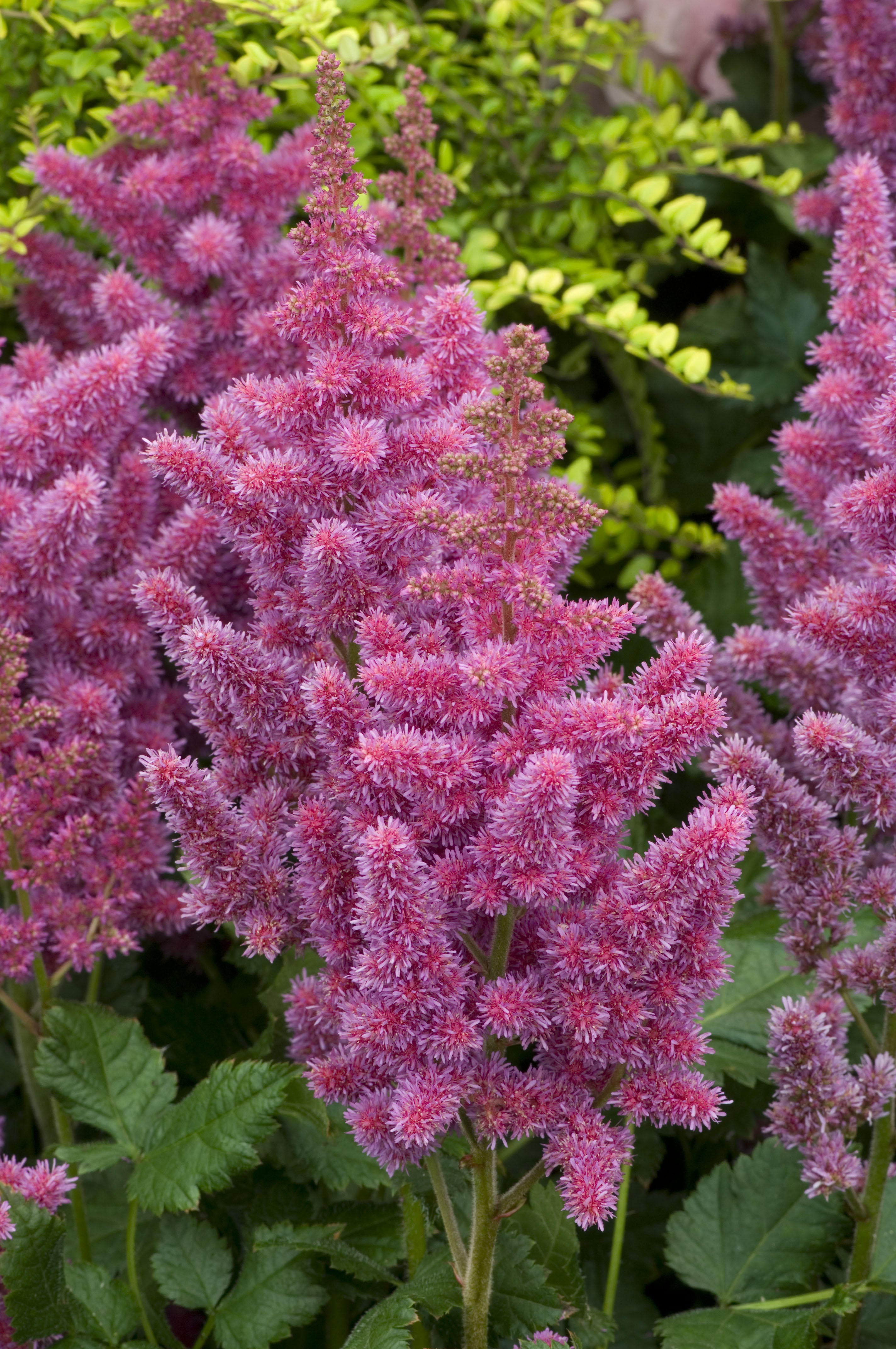 Astilbe 'Visions'