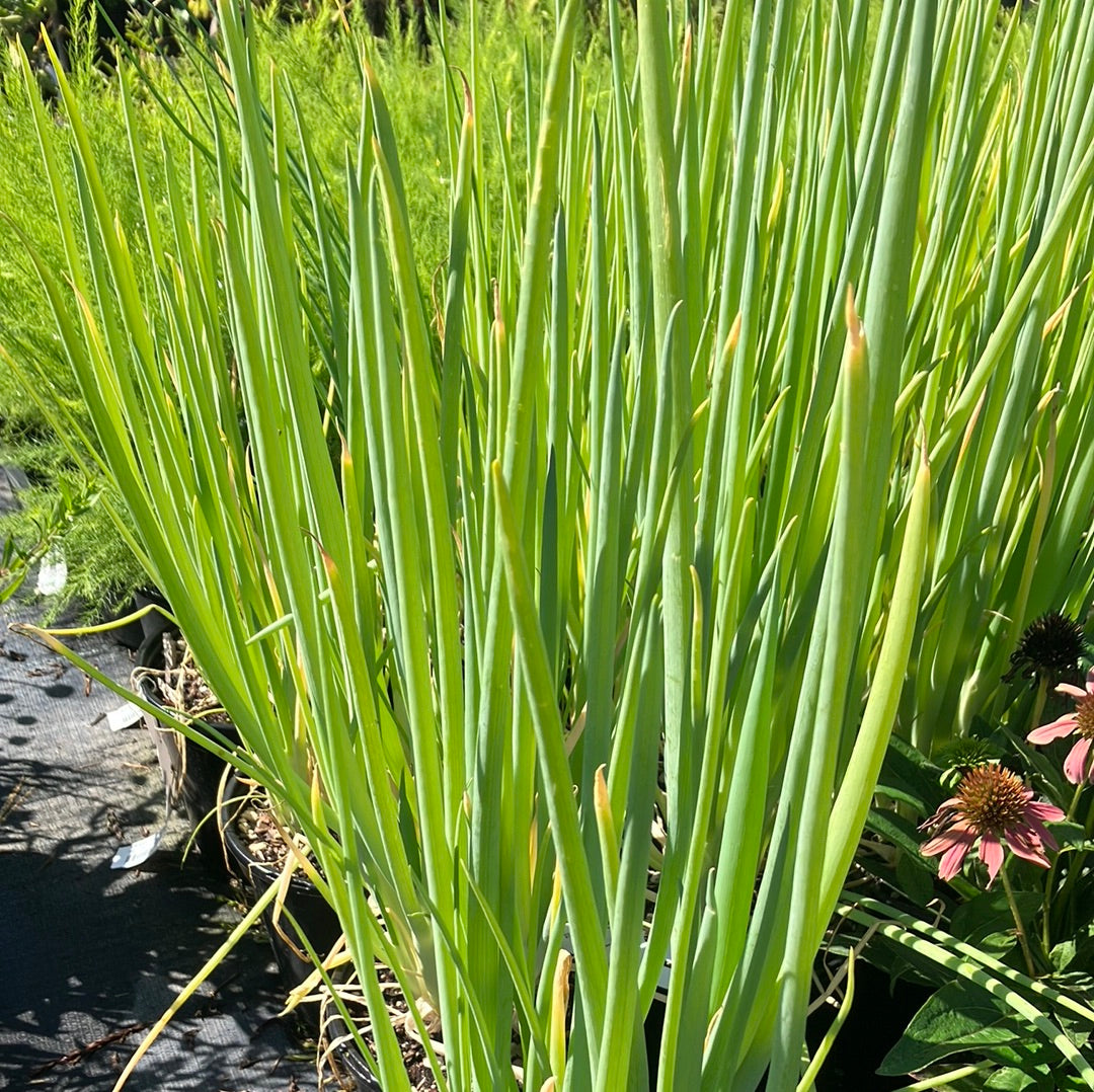 Chives Allium