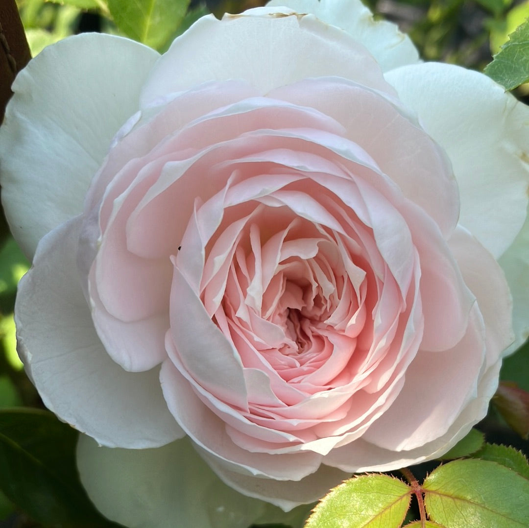 earth angel rose seeds Earth Angel Parfuma® Rose