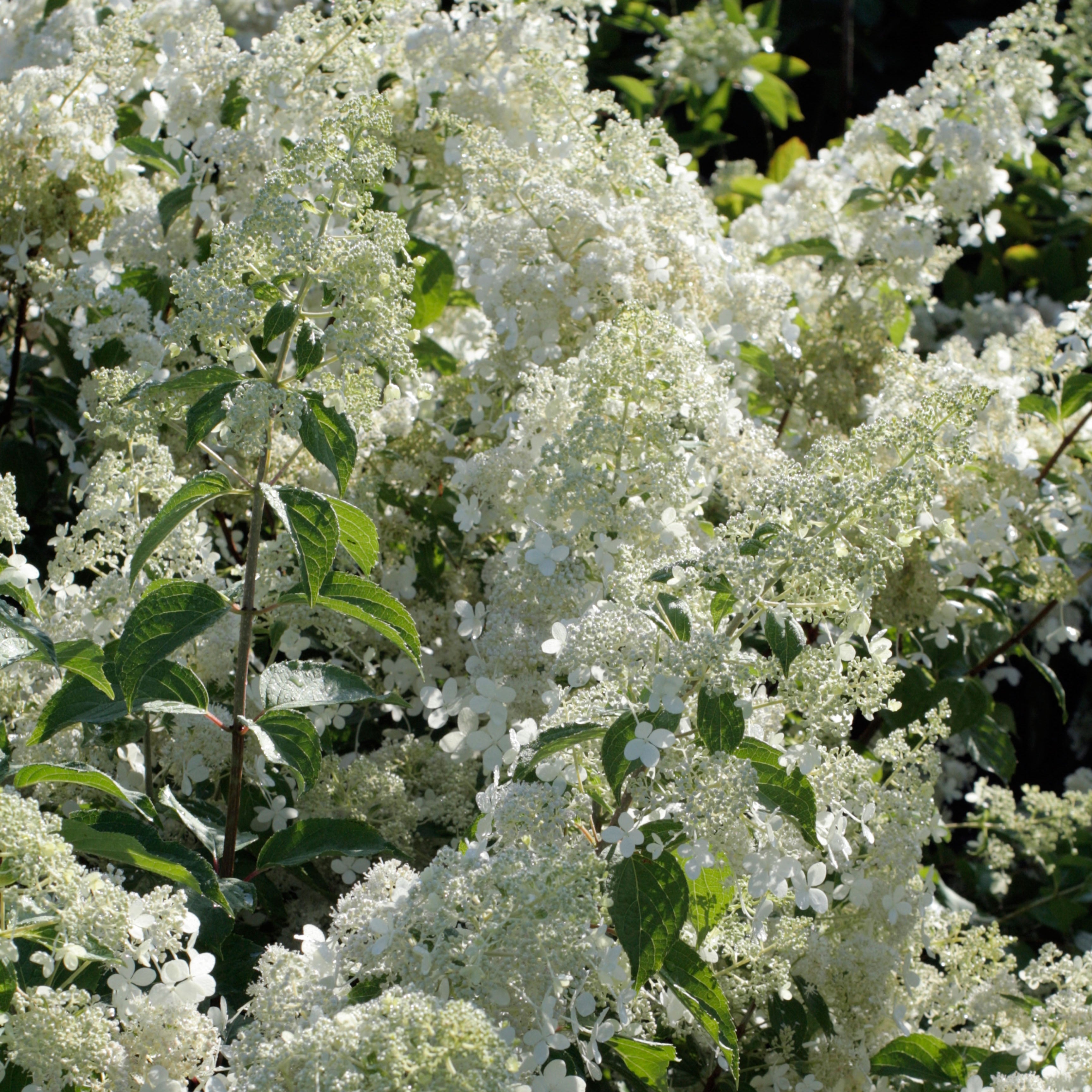 Brussels Lace Hydrangea