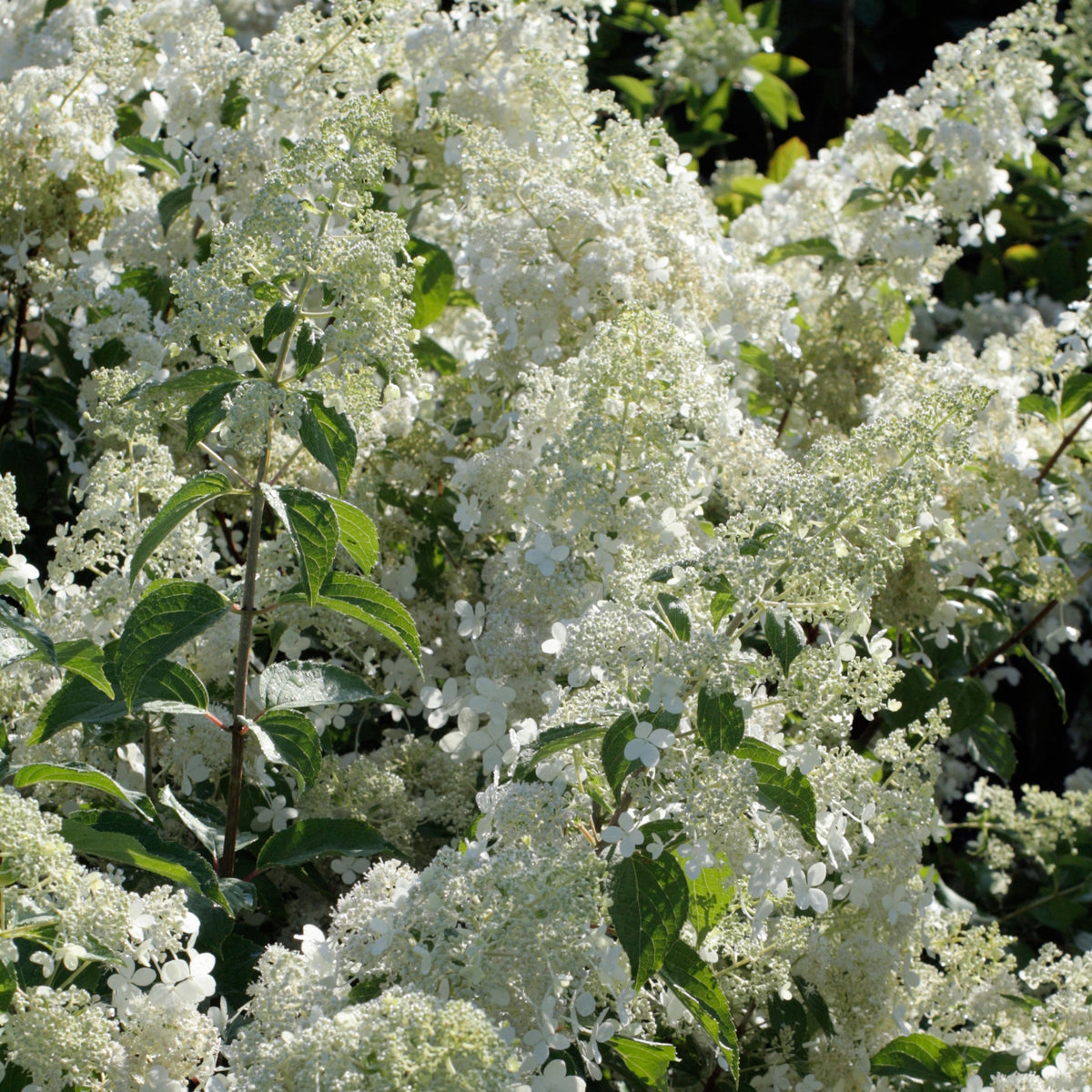 Brussels Lace Hydrangea