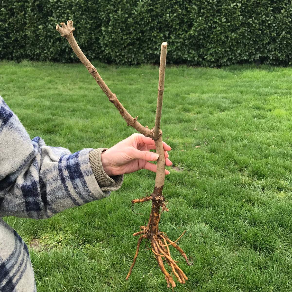 York Elderberry (Bare Root)