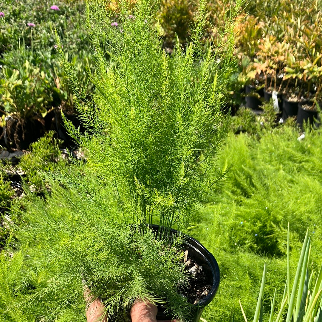 Asparagus ‘Mary Washington’