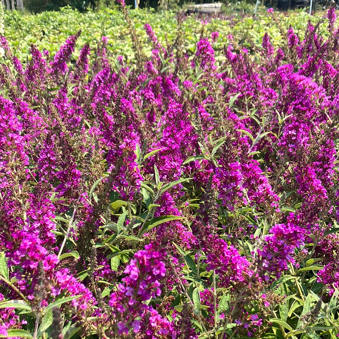 Butterfly Bush ‘Buzz Magenta’