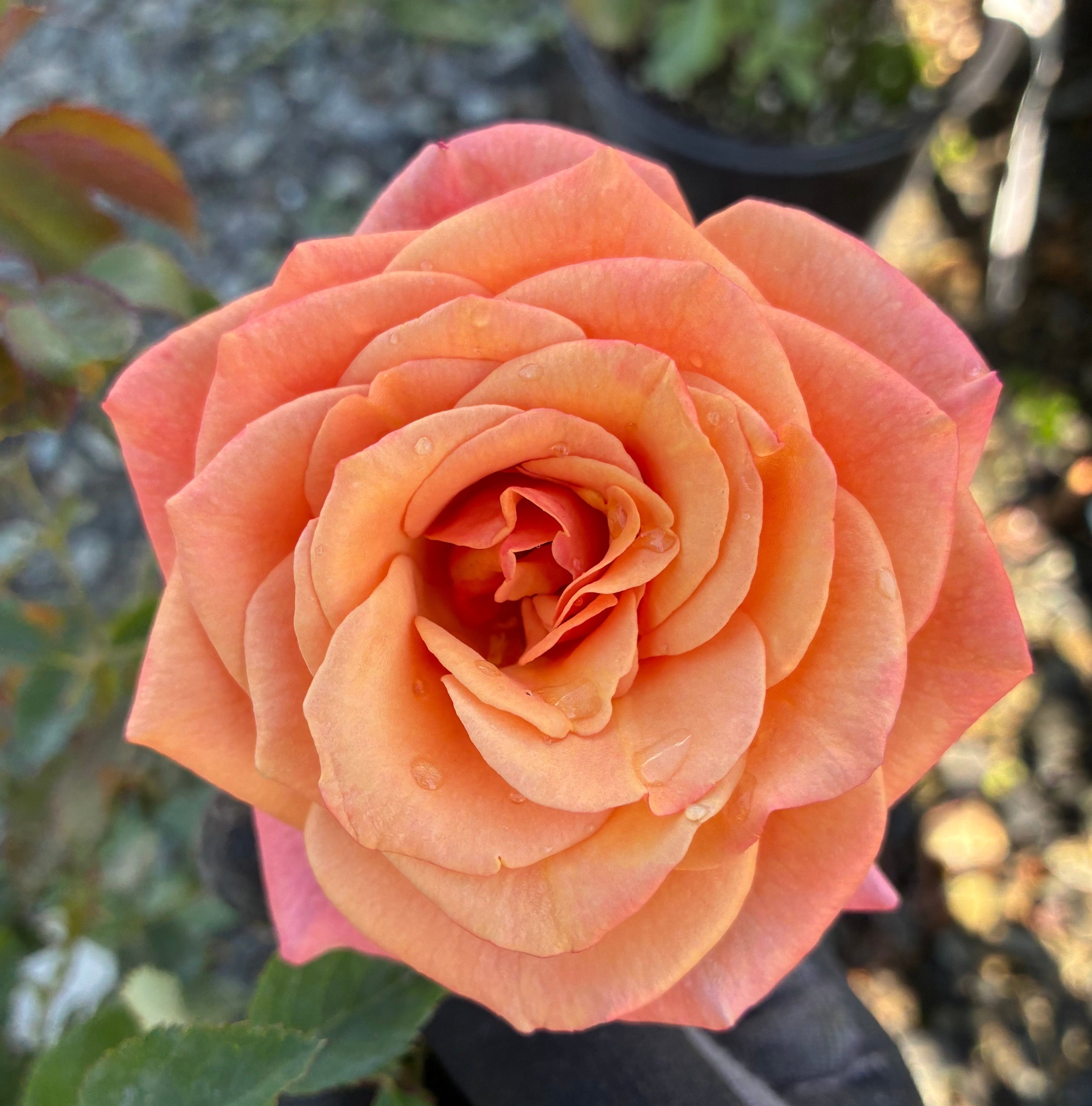 Sunbelt® Crazy Love™ Rose