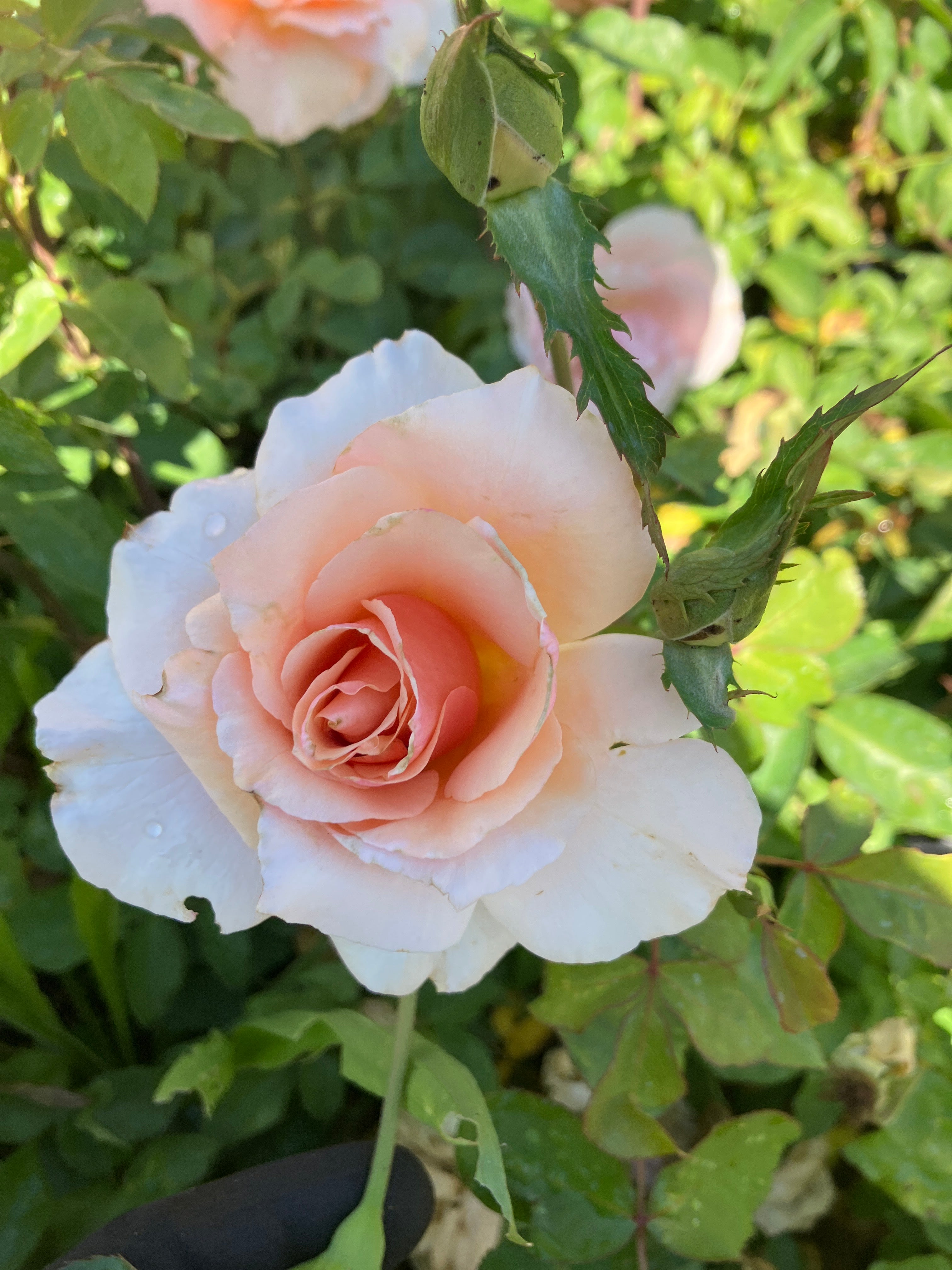 Mother of Pearl® Rose