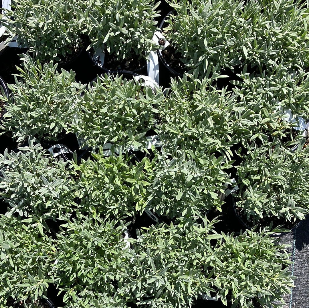 Snow in Summer &#39;Yo Yo&#39;