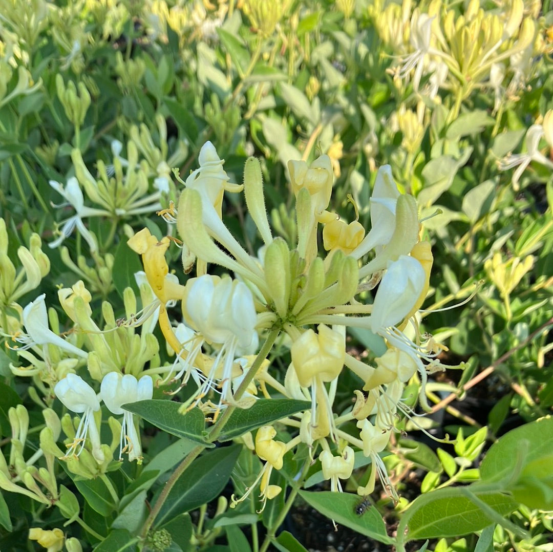 Scentsation&#39; Honeysuckle