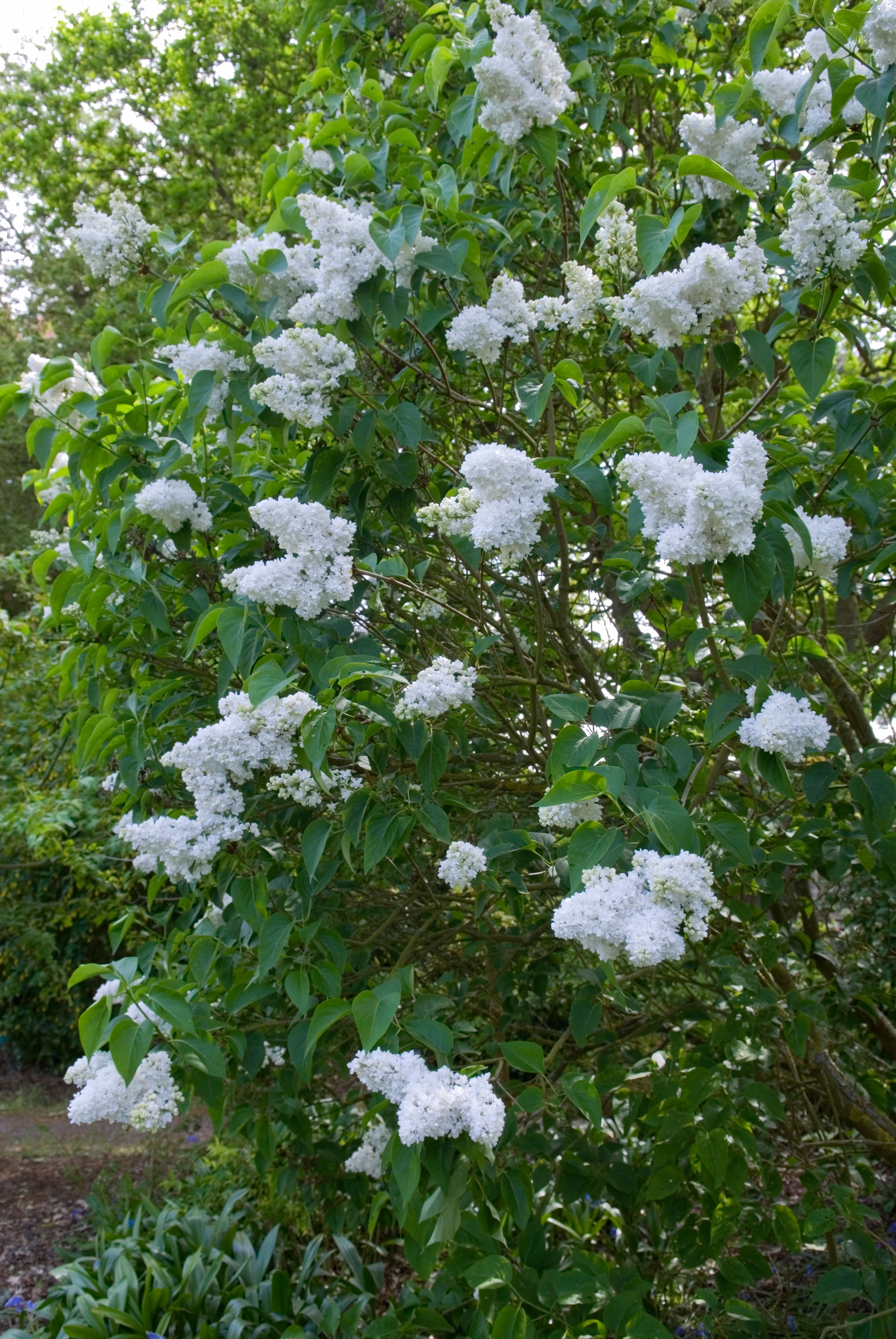 Madame Lemoine French Lilac
