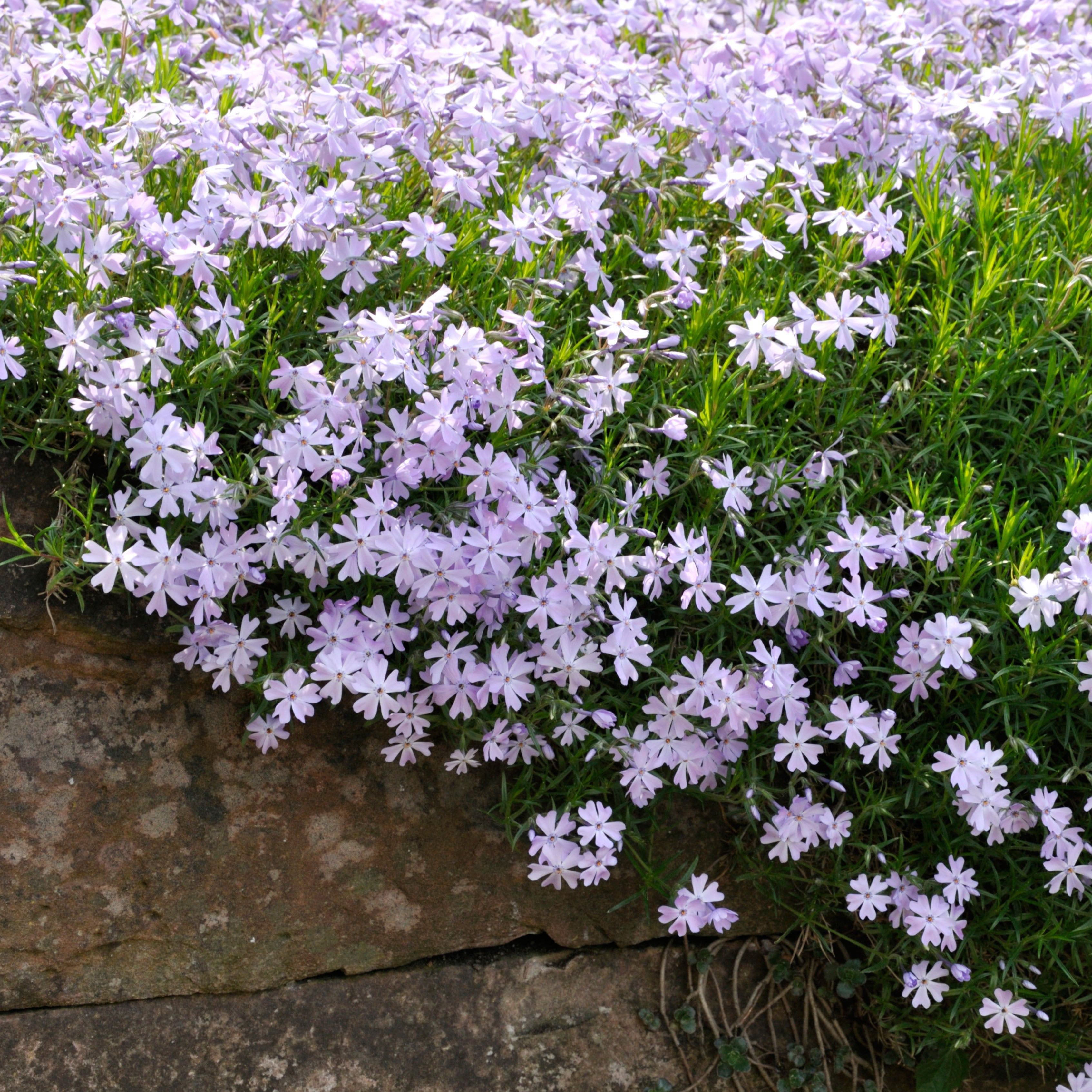 Phlox 'Emerald Blue'