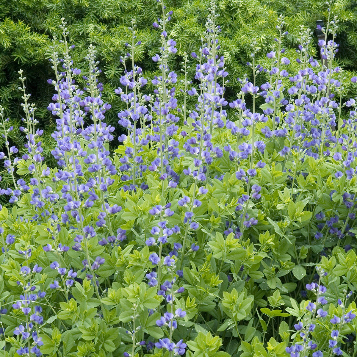 Blue False Indigo (Baptisia australis)