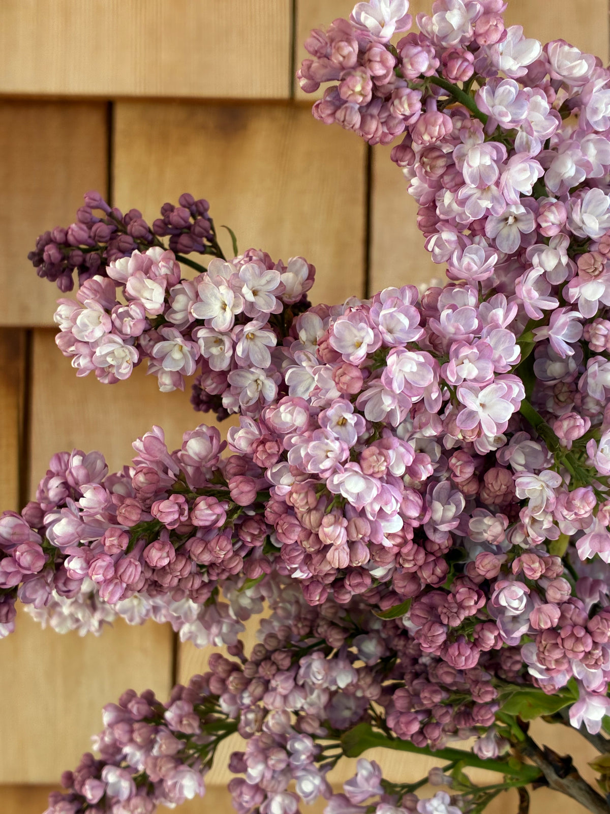 Belle de Nancy Lilac