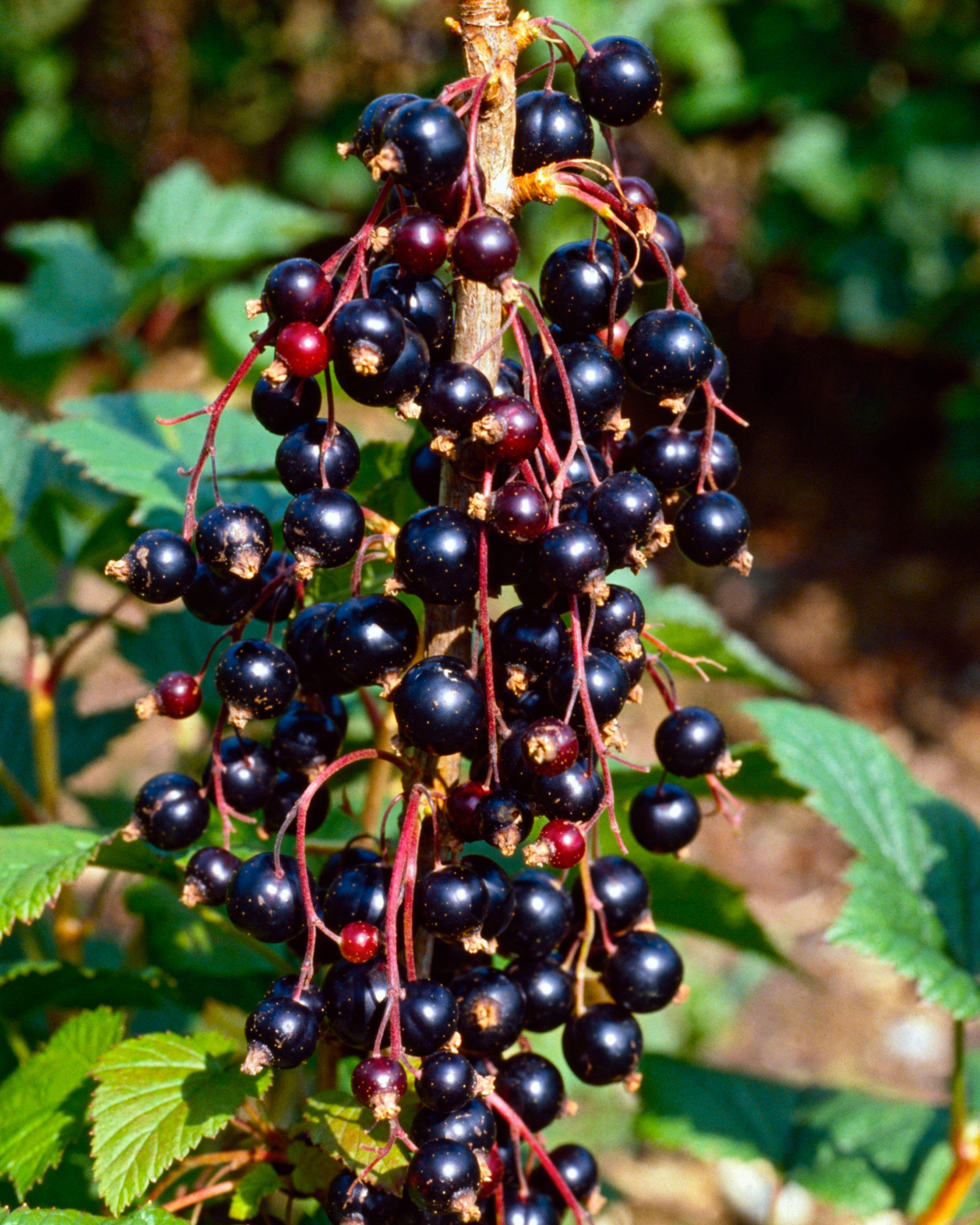 Ben Lomond Black Currant