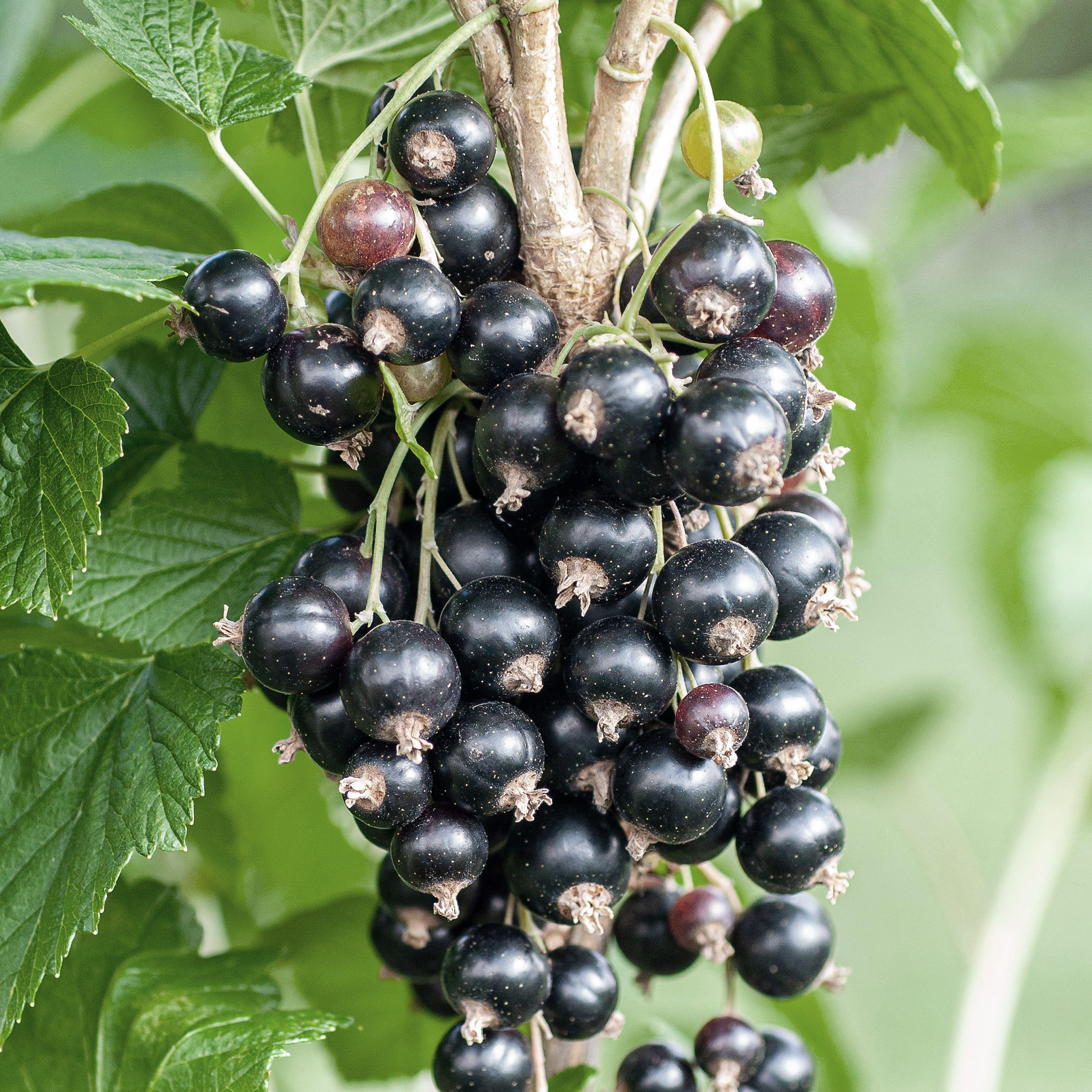 Ben Lomond Black Currant