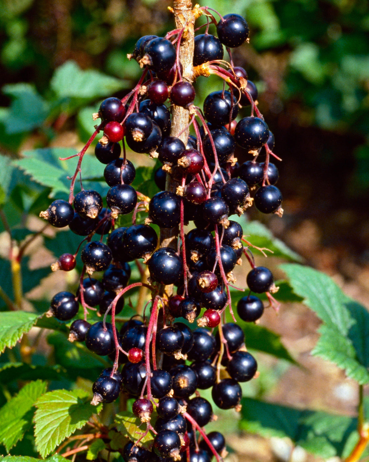 Ben Lomond Black Currant