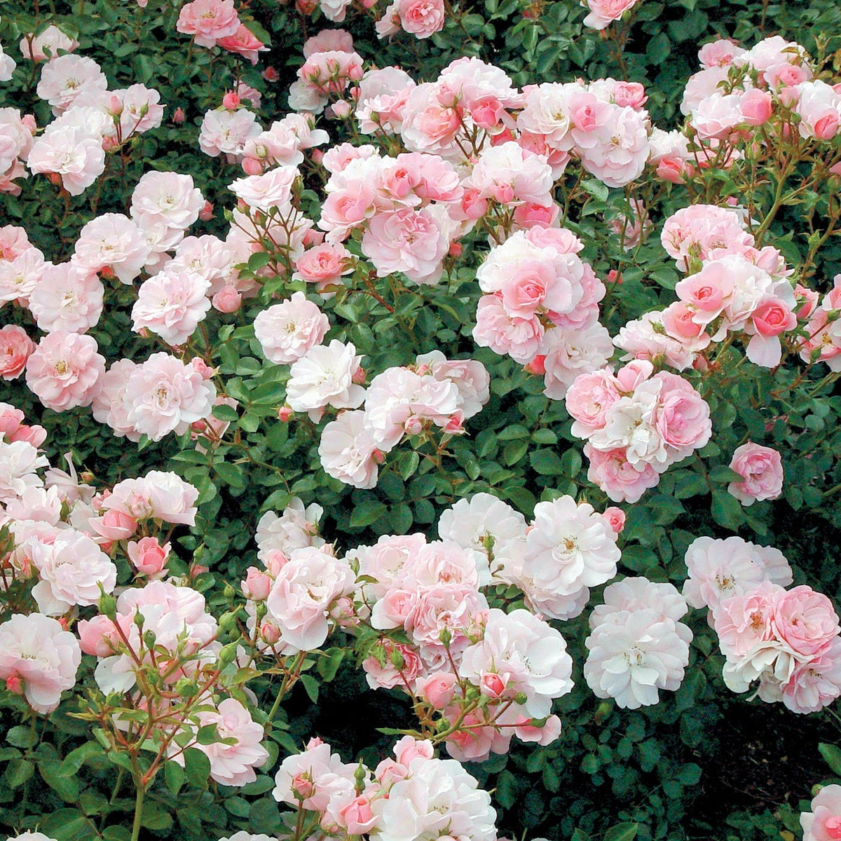 Bonica® Rose