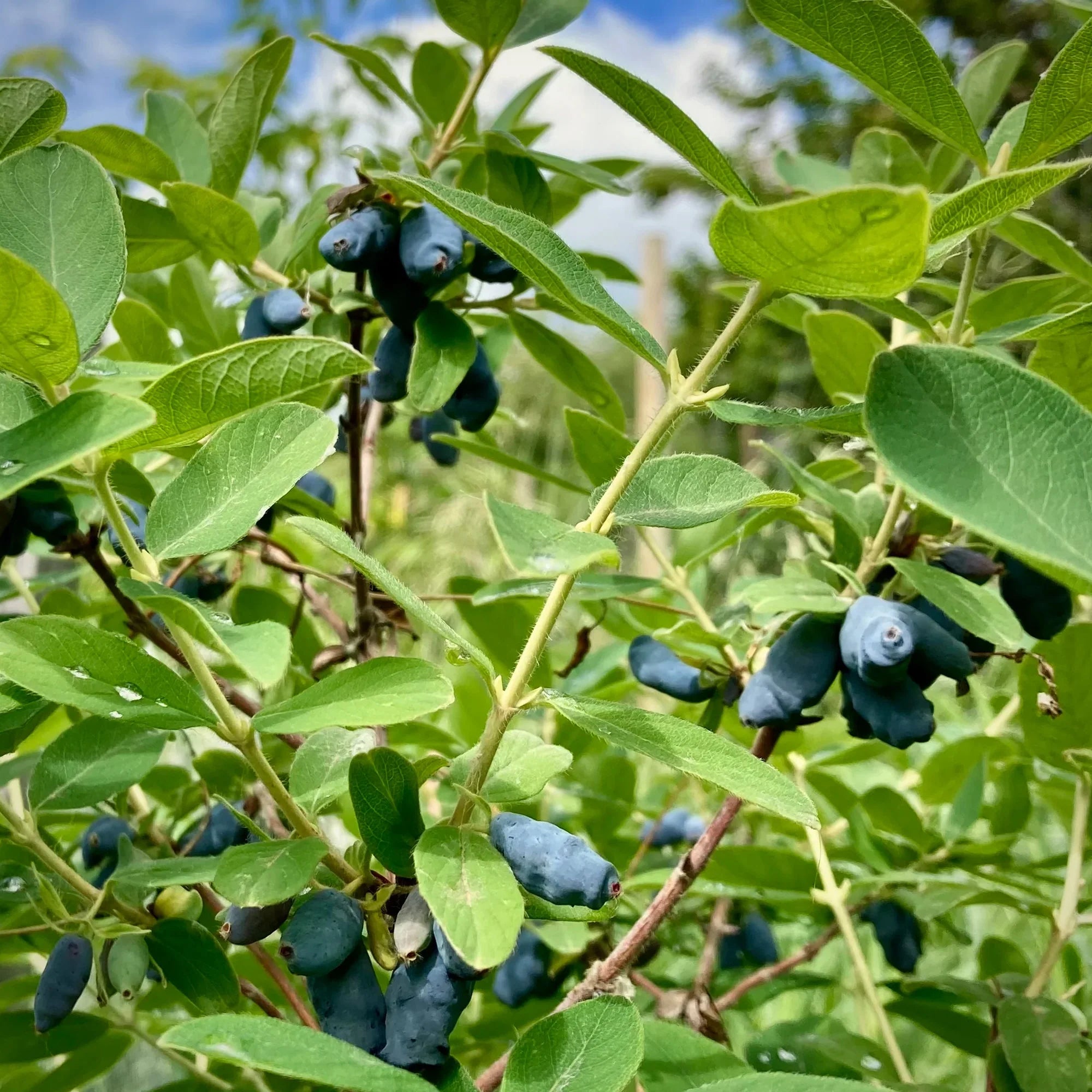Boreal Beast Honeyberry (Haskap)