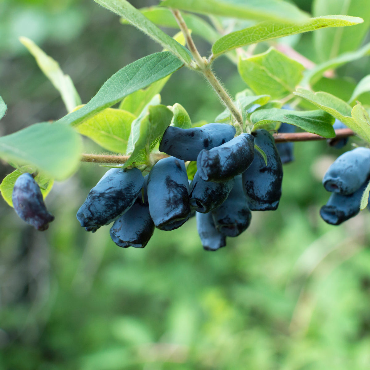 Boreal Beast Honeyberry (Haskap)