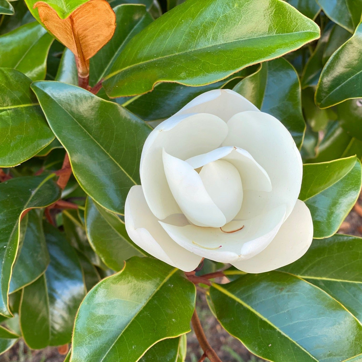 Bracken's Brown Beauty Magnolia