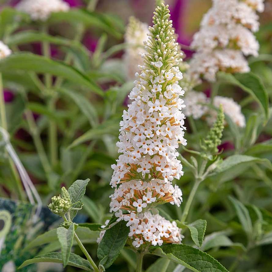 Butterfly Towers™ White Butterfly Bush