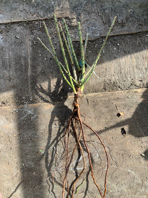 Strawberry Hill Rose (Bare Root)
