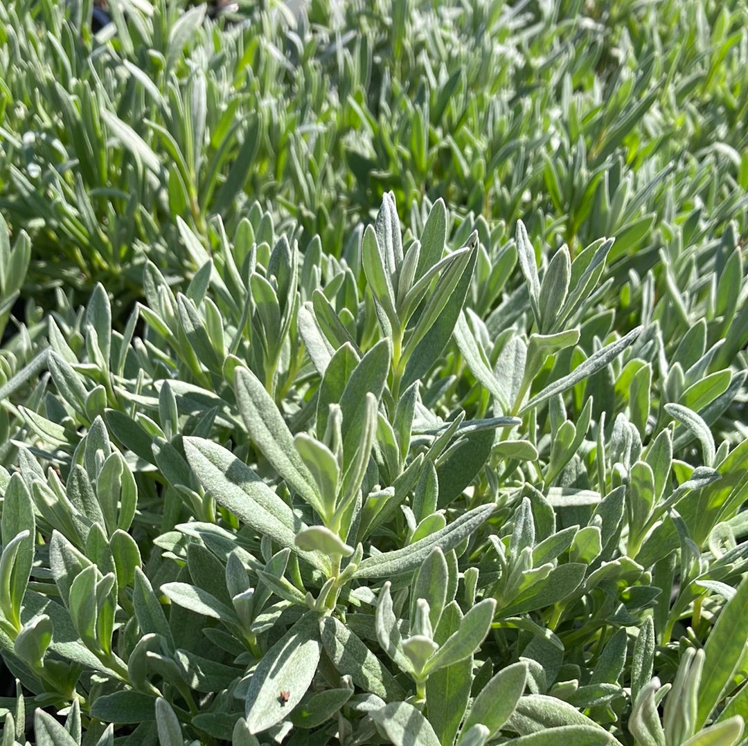 Snow in Summer &#39;Yo Yo&#39;