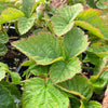 Marionberry