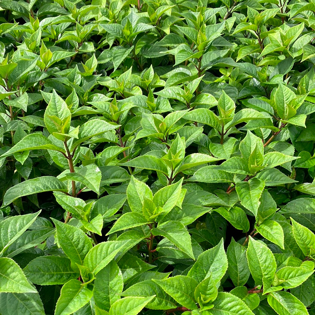 Hydrangea &#39;Game Changer® Blue&#39;