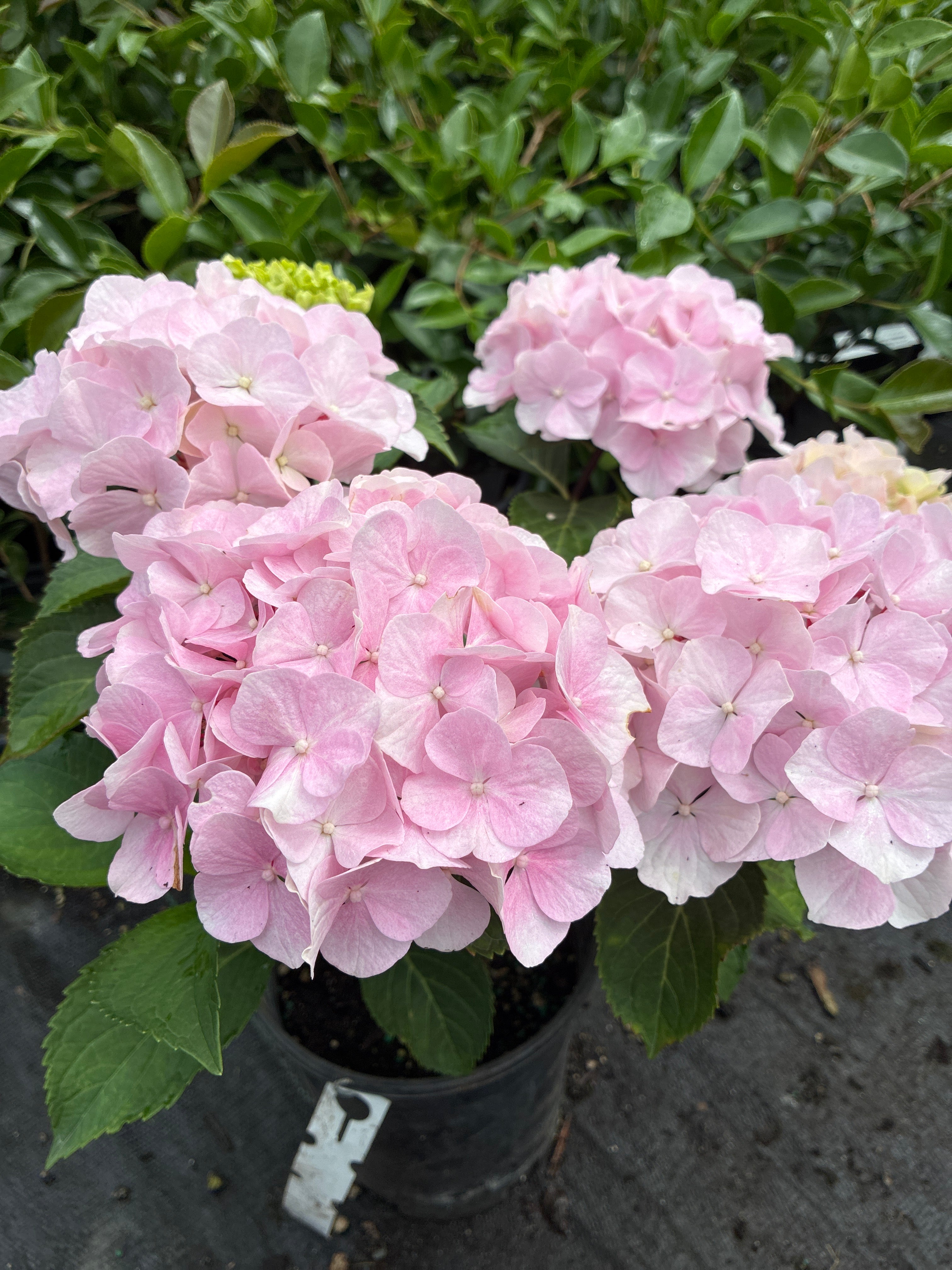 Hydrangea Onyx™ Flamingo