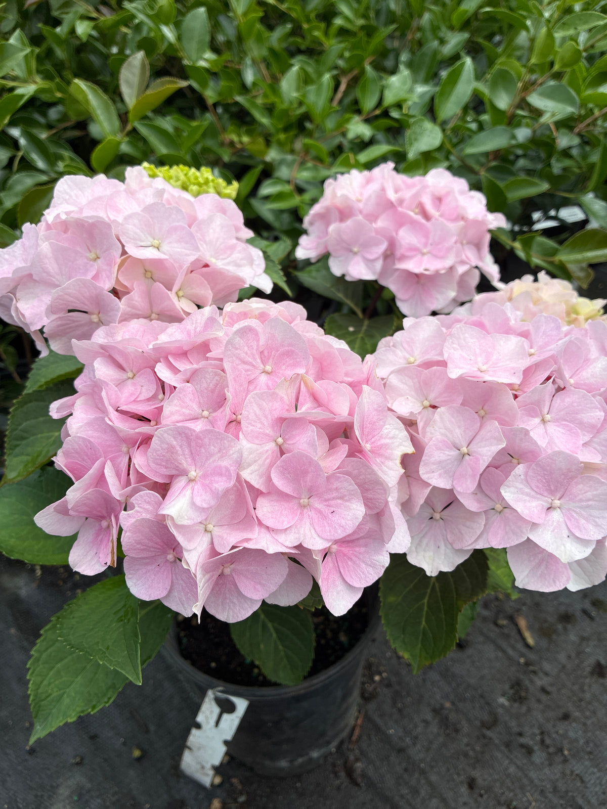 Hydrangea Onyx™ Flamingo