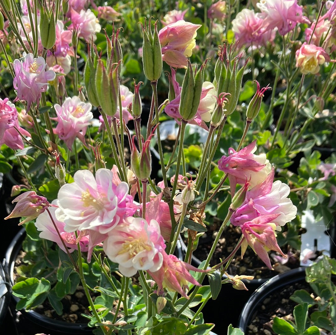Columbine ‘Winky Double Rose-White’