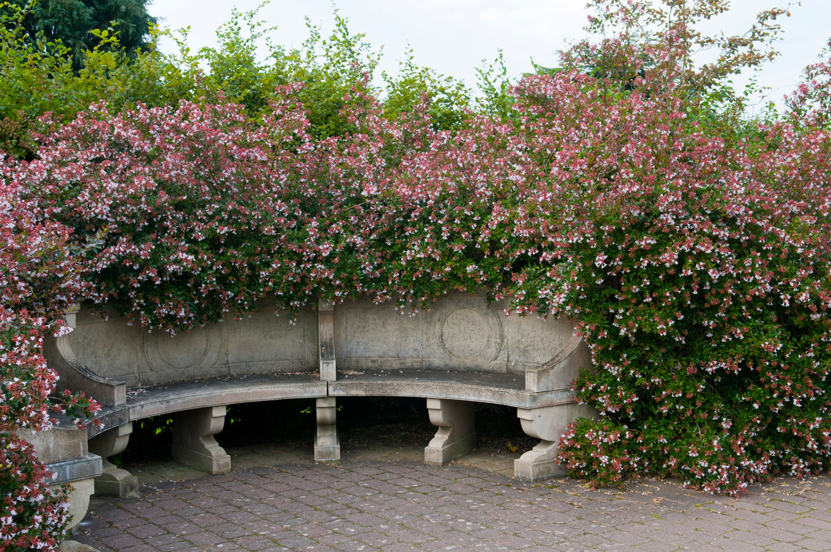 Pink Abelia