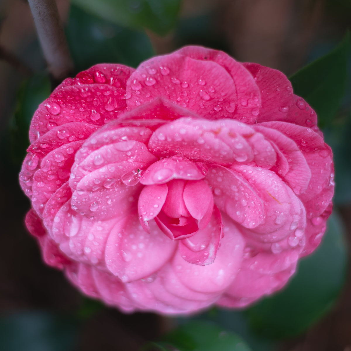 Early Wonder® Camellia