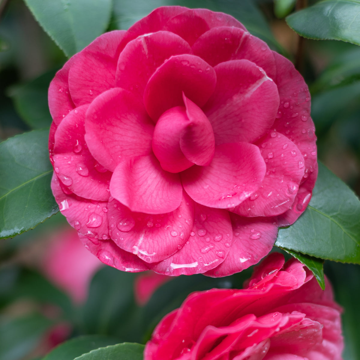 Early Wonder® Camellia