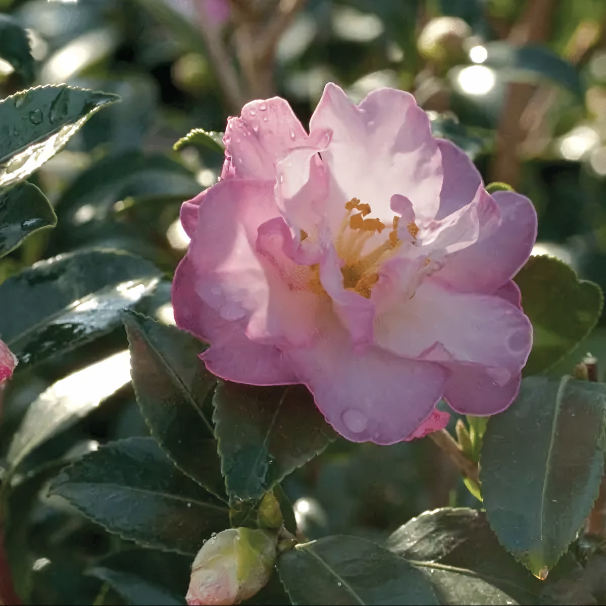 October Magic® Orchid™ Camellia